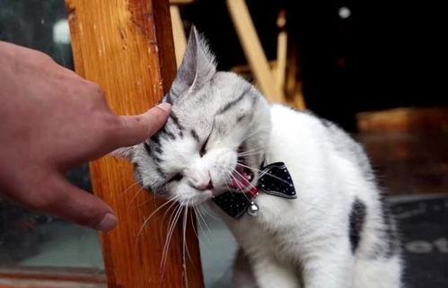 泰国肥猫爆料视频大全,萌态百出，笑料连连